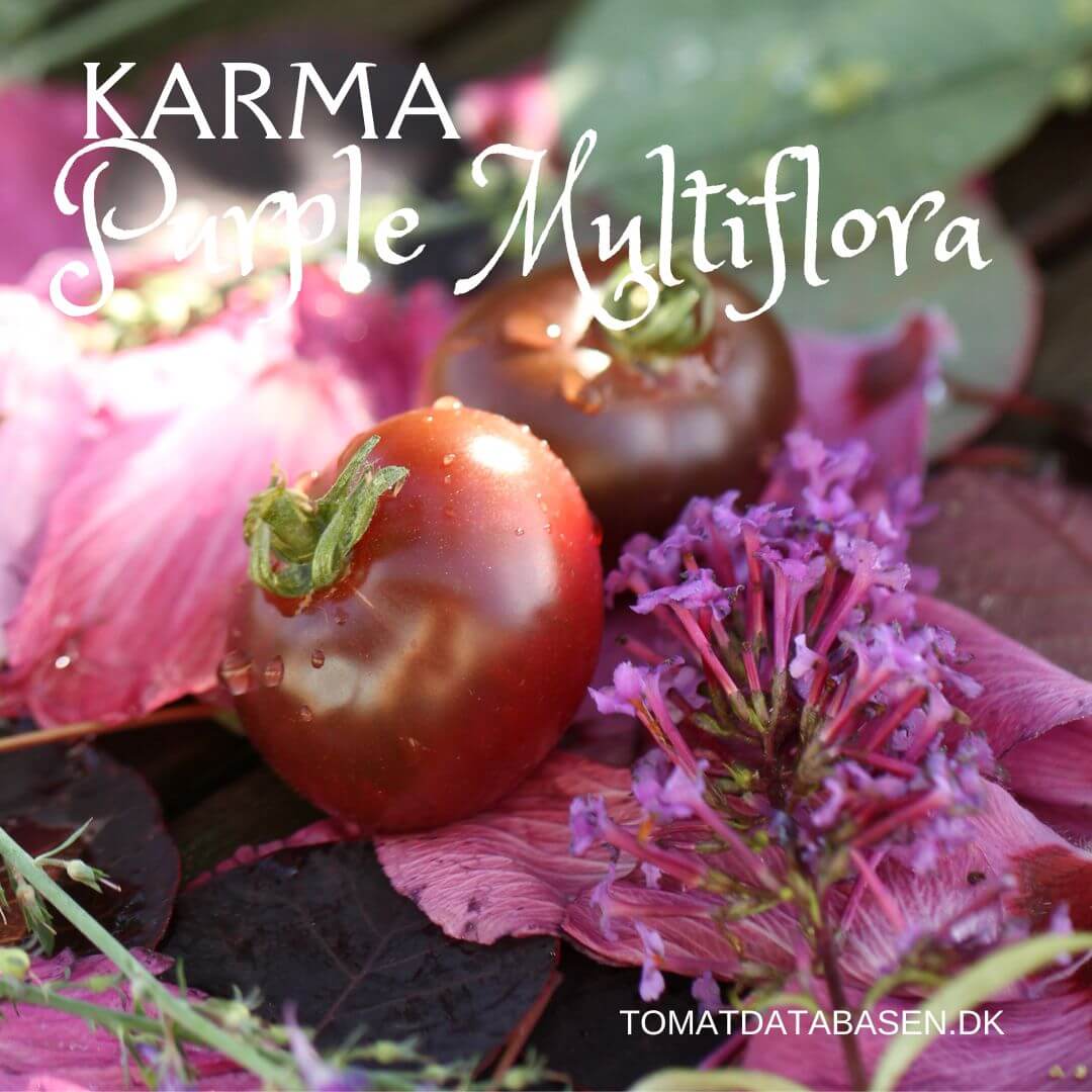 KARMA Purple Multiflora